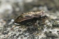 Notiophilus quadripunctatus