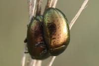 Chrysolina hyperici