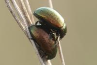 Chrysolina hyperici