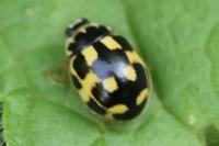 Propylea quatuordecimpunctata