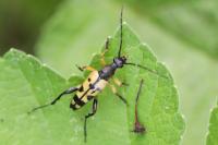 Rutpela maculata