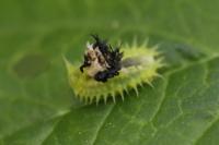 Cassida