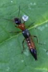 Paederus