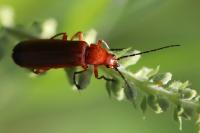 Rhagonycha fulva