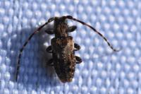 Pogonocherus ovatus