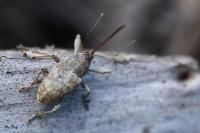 Curculio elephas