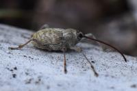 Curculio elephas