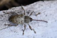 Curculio elephas