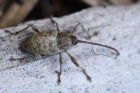 Curculio elephas
