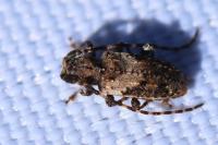 Pogonocherus ovatus