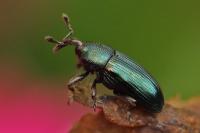Aulacobaris coerulescens