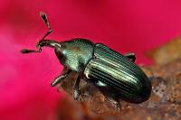 Aulacobaris coerulescens