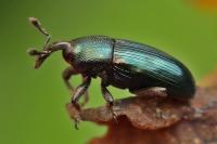 Aulacobaris coerulescens
