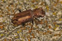 Notiophilus quadripunctatus