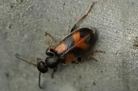 Anthicus antherinus