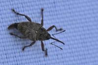 Curculio glandium