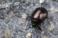 Chrysolina hyperici