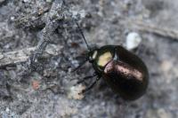 Chrysolina hyperici