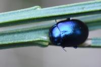 Chrysolina geminata
