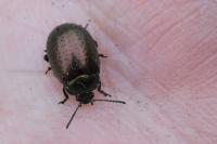 Chrysolina hyperici