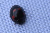 Exochomus quadripustulatus