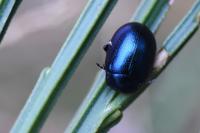 Chrysolina geminata