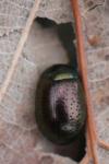 Chrysolina hyperici