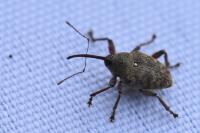 Curculio glandium