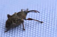 Curculio glandium