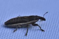Lixus ochraceus