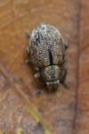 Strophosoma melanogrammum