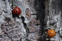 Harmonia axyridis
