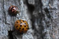 Oenopia conglobata