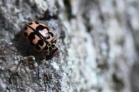 Oenopia conglobata