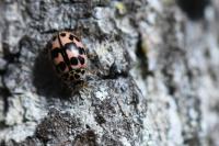 Oenopia conglobata