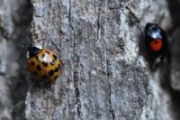 Harmonia axyridis