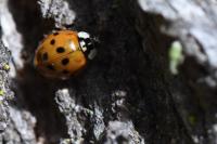 Harmonia axyridis