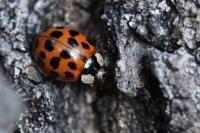 Harmonia axyridis
