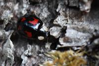 Harmonia axyridis