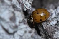 Harmonia axyridis