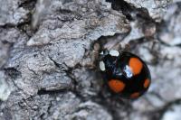 Harmonia axyridis