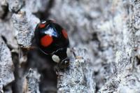 Harmonia axyridis