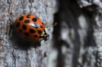 Harmonia axyridis