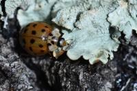 Harmonia axyridis
