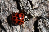 Harmonia axyridis