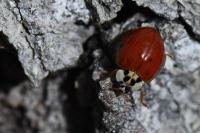 Harmonia axyridis