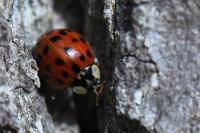 Harmonia axyridis
