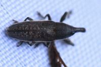 Lixus ochraceus