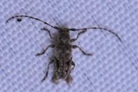 Pogonocherus