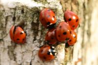 Coccinella septempunctata